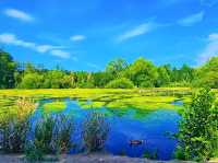 Reddish Vale Country Park – Nature on the Edge of the City