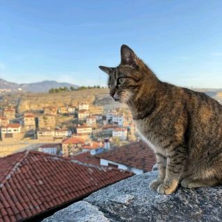 터키｜고양이와 함께 걷는 사프란볼루