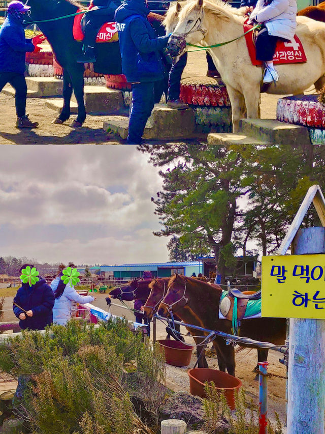 제주에서 만난 특별한 하루, 스누피가든 & 승마체험 🐴🌿