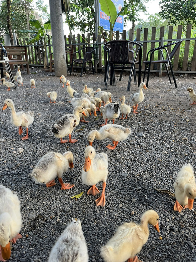 Duck Paradise in Ninh Binh 🦆✨