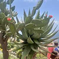 🇫🇷法國埃茲-Jardin Exotique d’Eze 🌵