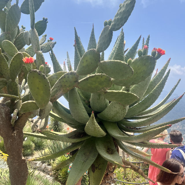 🇫🇷法國埃茲-Jardin Exotique d’Eze 🌵