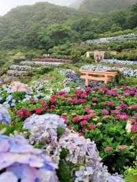 🌸 Chasing Blooms in June: Into the Hydrangea Fields