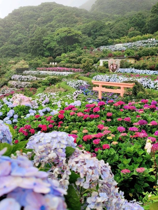 🌸 Chasing Blooms in June: Into the Hydrangea Fields