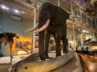 🏛️ Discover Wonders at the National Museum of Scotland ✨