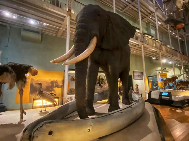 🏛️ Discover Wonders at the National Museum of Scotland ✨  🏛️ Discover Wonders at the National Museum of Scotland ✨