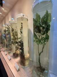大邱｜到藥令市韓醫藥博物館 看懂自成流派的韓醫源流