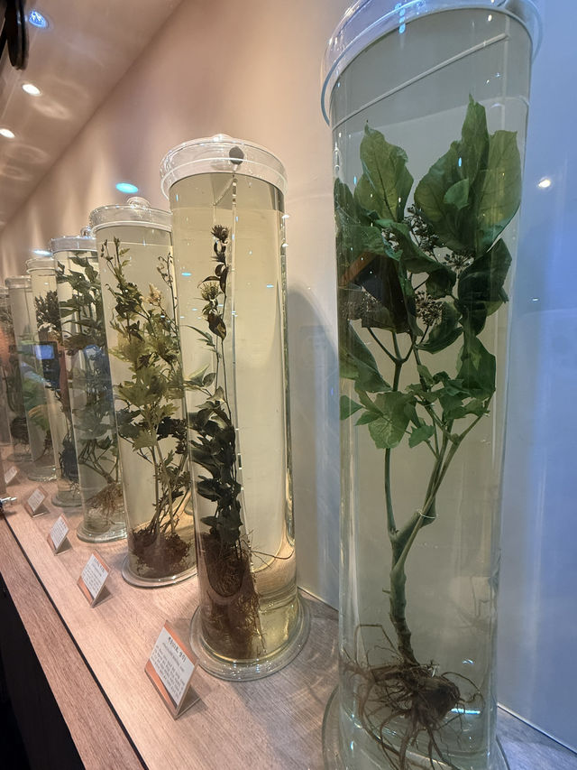 大邱｜到藥令市韓醫藥博物館 看懂自成流派的韓醫源流