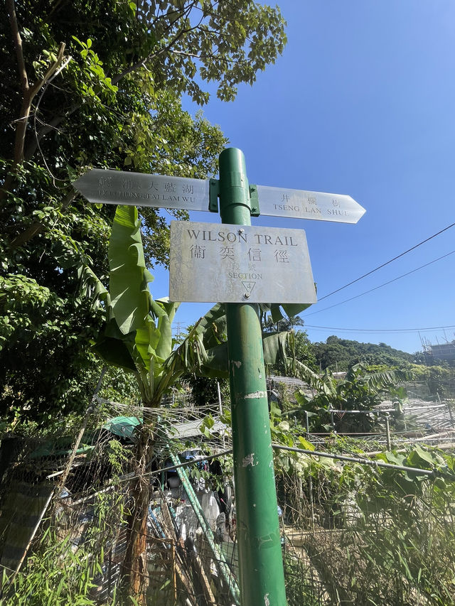 感受芒草包圍