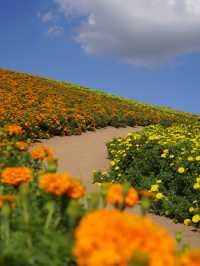 様々な絶景お花畑が見られる東京ドイツ村