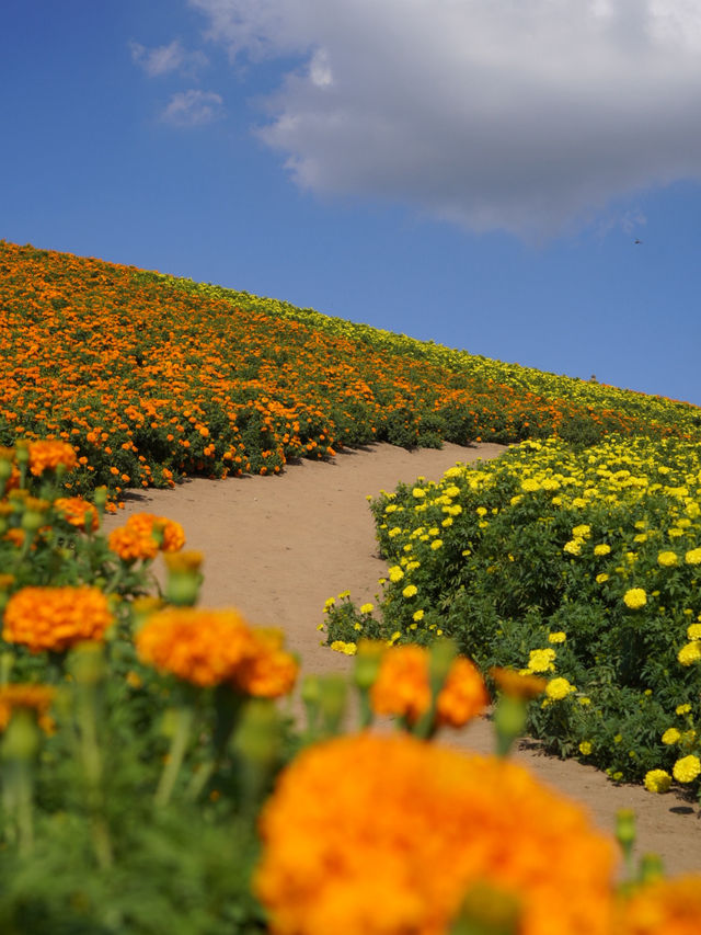 様々な絶景お花畑が見られる東京ドイツ村