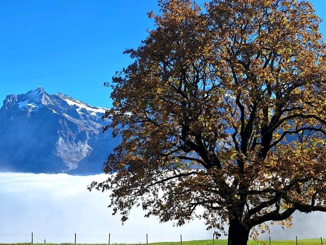 Grindelwald Forest