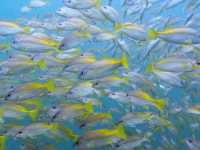 ดำน้ำลึกกับ Chumphon Diving Center 