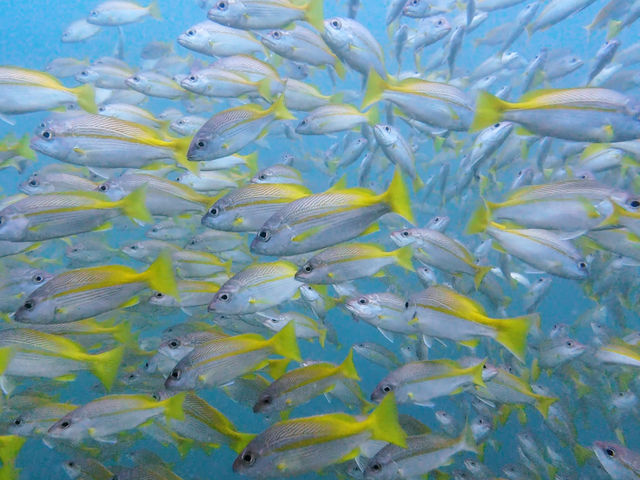 ดำน้ำลึกกับ Chumphon Diving Center 