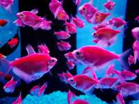 Chew Thean Yeang Aquatic & Pet – One-Stop Pet & Aquarium Store at Sunshine Central
