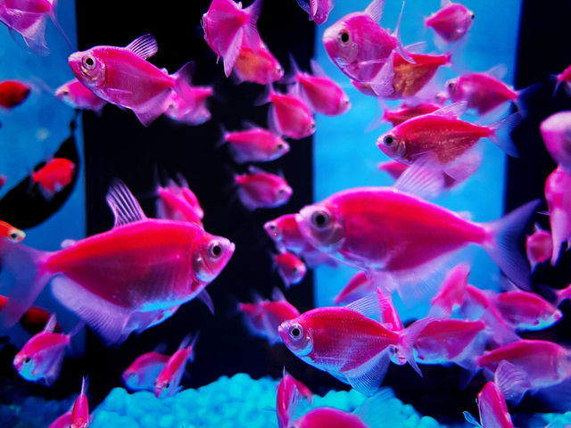 Chew Thean Yeang Aquatic & Pet – One-Stop Pet & Aquarium Store at Sunshine Central Chew Thean Yeang Aquatic & Pet – One-Stop Pet & Aquarium Store at Sunshine Central