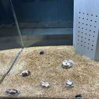 北海道札幌市中心- AOAO SAPPORO水族館