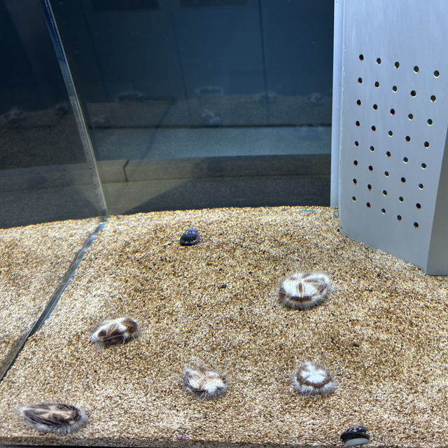 北海道札幌市中心- AOAO SAPPORO水族館 北海道札幌市中心- AOAO SAPPORO水族館