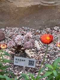 在上海城市裡的祕密仙境 🌈🌺 