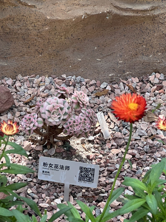 在上海城市裡的祕密仙境 🌈🌺 