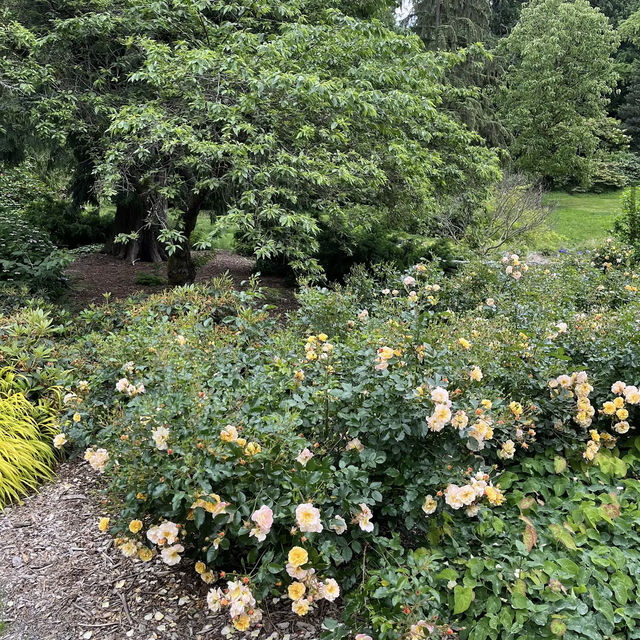 Washington Park Arboretum Washington Park Arboretum