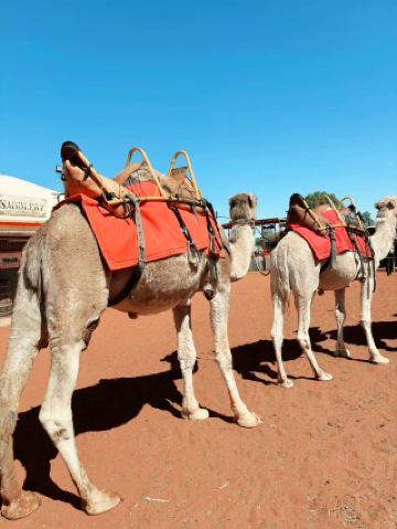 낙타의 걸음걸이가 나를 울룰루의 심장부로 인도했다 - 나의 호주 여행 일기