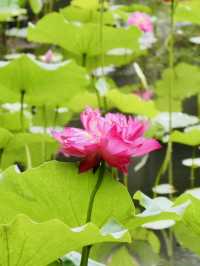 Shanghai: Zuibaichi Park Views🌿🪷