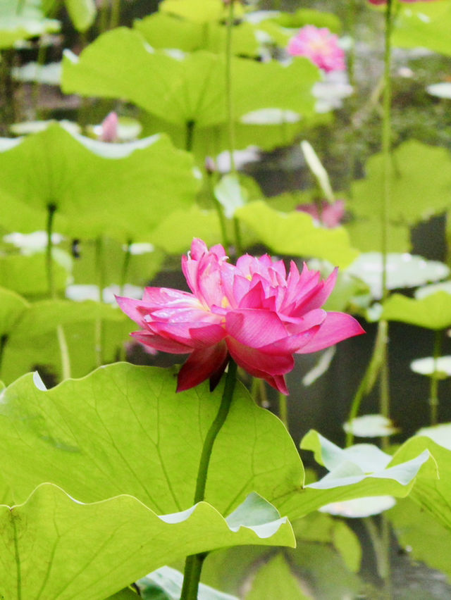 Shanghai: Zuibaichi Park Views🌿🪷 Shanghai: Zuibaichi Park Views🌿🪷