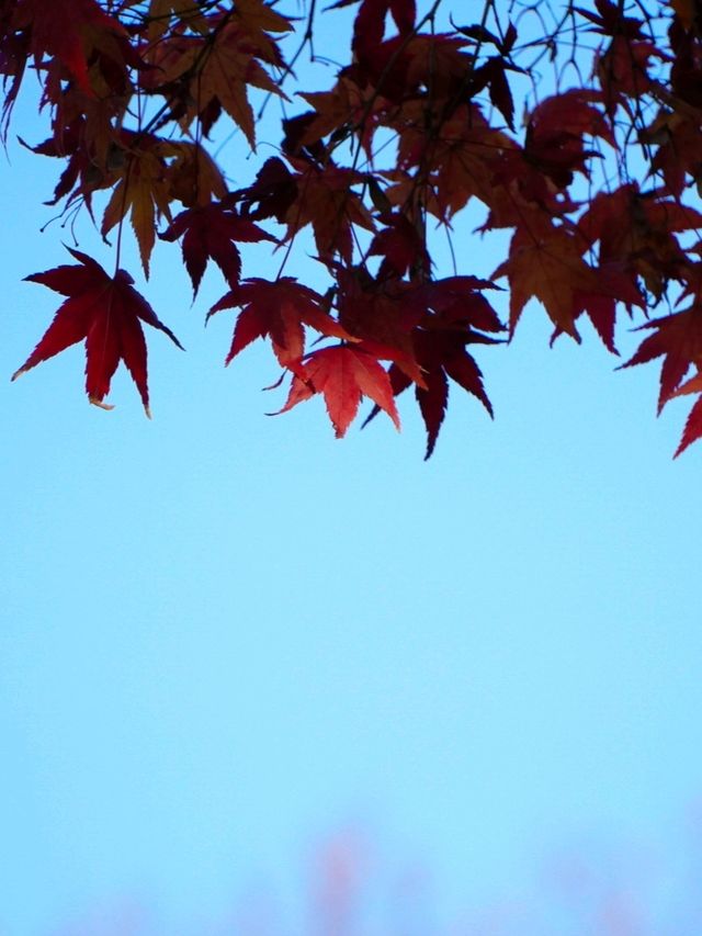 JAPAN AUTUMN 2025 JAPAN AUTUMN 2025