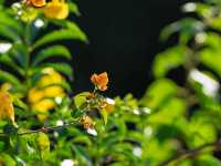 An Oasis of Autumn in an Urban Skyline