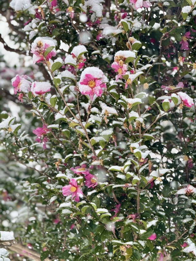 Snow-Covered Paths Through History