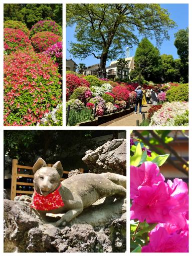 つつじ色に染まる根津神社。 | Trip.com 東京