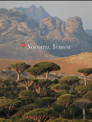 🏝️ Socotra Island, Yemen 🇾🇪 — The Alien Island

Socotra is one of the most unusual islands on Earth, located in the Arabian Sea, off the coast of Yemen. Its isolated location has allowed unique plants and animals to evolve, giving the island an almost otherworldly appearance.

🌳 What makes Socotra famous?

🌳 Dragon Blood Trees – Socotra’s signature trees, with umbrella-shaped crowns and red resin traditionally called “dragon’s blood.”

🏖️ Detwah Lagoon – A spectacular turquoise lagoon surrounded by white sand and dramatic cliffs, near Qalansiyah.

🏔️ Diksam Plateau – One of the best places to see huge stands of Dragon Blood Trees against rugged limestone mountains.

🏜️ Hoq Cave – A vast limestone cave containing impressive formations and ancient inscriptions.

🐬 Arher Beach – Famous for enormous white sand dunes that rise dramatically beside turquoise Arabian Sea waters.

🌊 Qalansiyah – A beautiful coastal area and gateway to some of Socotra’s most famous beaches and lagoons.

🌿 Unique wildlife – A remarkable percentage of Socotra’s plant species are found nowhere else on Earth.

🗓️ Best time to visit

Generally, October–April is considered the most suitable period for visiting. The summer Khareef season can bring strong winds and rough conditions, making travel more difficult.

⚠️ Important travel note

Socotra is part of Yemen, and Yemen has significant security risks. Travel arrangements, entry requirements, flights, permits and local security conditions can change considerably. Anyone considering a trip should check the latest official travel advisory and entry requirements before making plans and use a reputable, properly licensed local tour operator.

#Socotra #SocotraIsland #Yemen #DragonBloodTree #DetwahLagoon #Qalansiyah #ArherBeach #DiksamPlateau #ArabianSea #LostWorld #Otherworldly #HiddenGems #AdventureTravel #NatureLovers