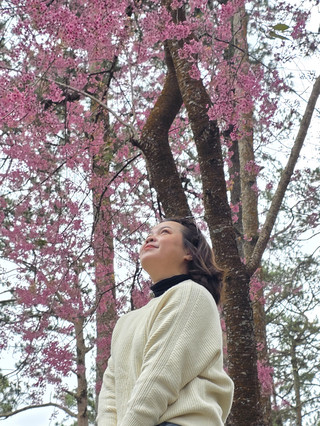 Da Lat's Cherry Blossom Season