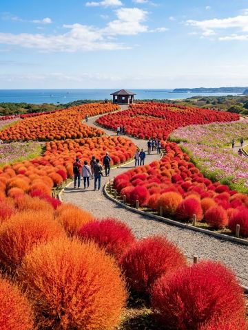 Experience the Crimson Dream: Autumn Kochia at Hitachi Seaside Park near Tokyo