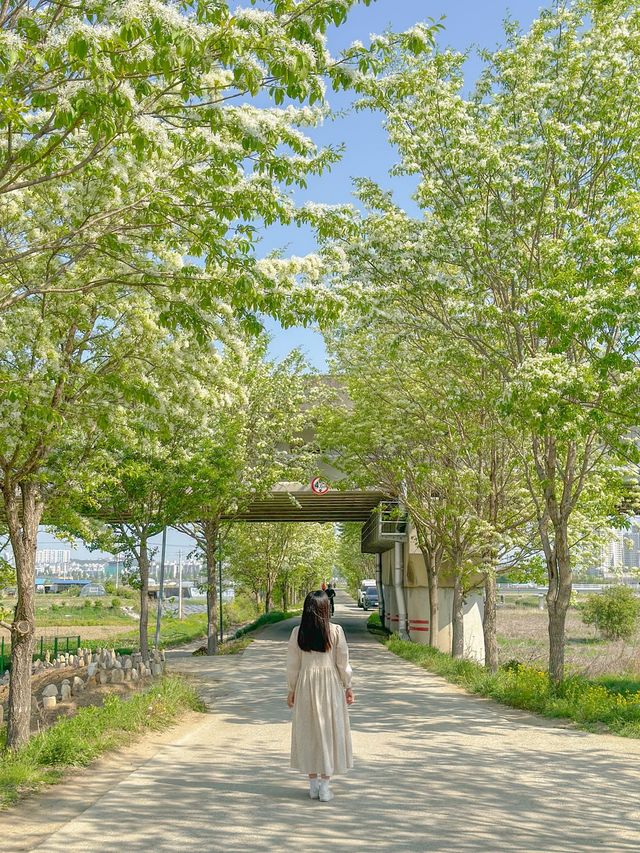 청주에 내린 5월의 하얀 눈❄️🌿