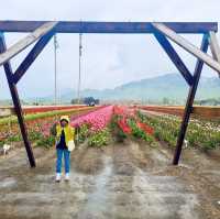 The abbotsford Tulip Festival 阿博茲福鬱金香節