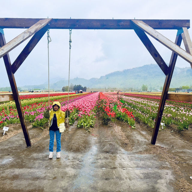 The abbotsford Tulip Festival 阿博茲福鬱金香節