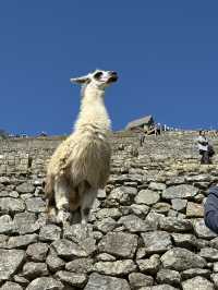 Marvellous moments at Machu Picchu 