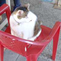 台北 - 闖入喵喵的世界🐱