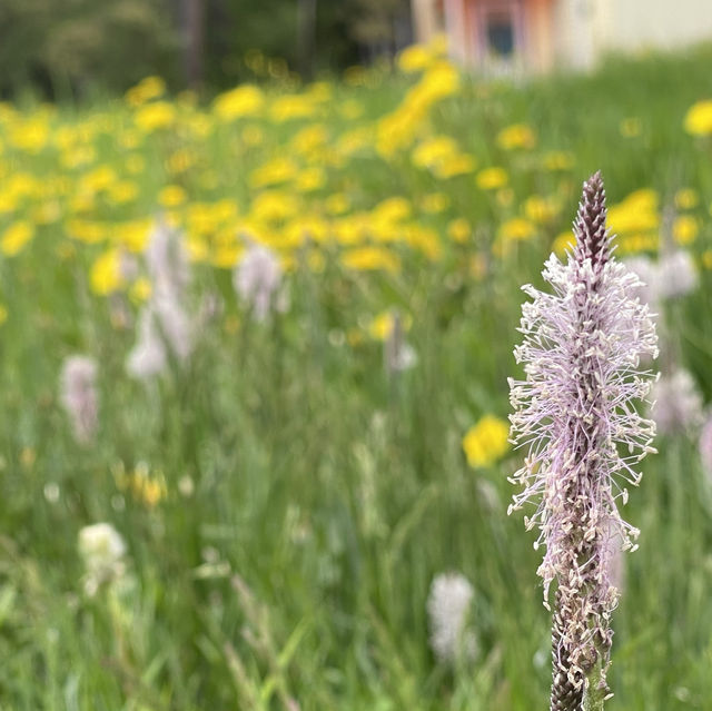 Slow life Baikal at Maximika village