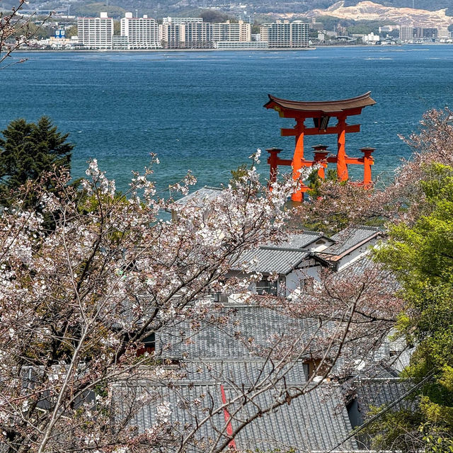 Cherry blossoms in Japan 🇯🇵