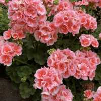 科隆納宮花園與噴泉