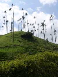 Cocora valley 