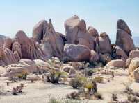 Joshua Tree National Park: A Desert Adventure Wonderland 🌵🎢