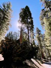 Sequoia National Park – The Ultimate Giant Tree Theme Park! 🌟🌿