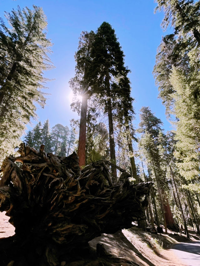 Sequoia National Park – The Ultimate Giant Tree Theme Park! 🌟🌿