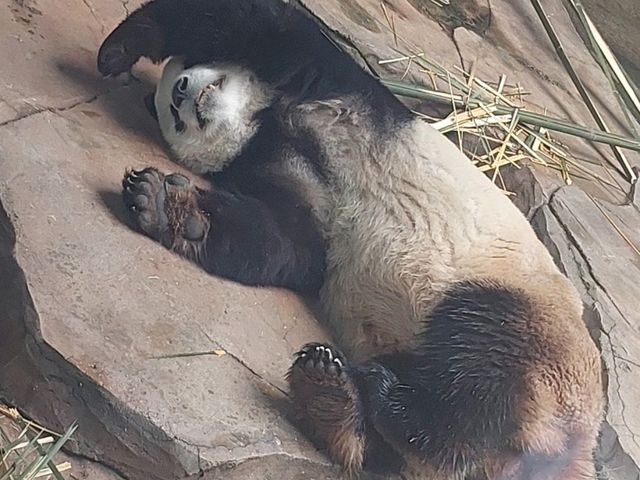 Must-visit places in Anshan Zoo