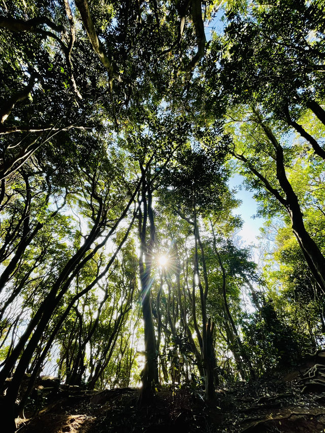 Itsoshima’s best kept secret… Totoro Forest 🌳 