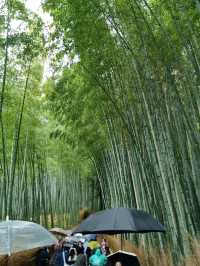 🌸 Jaw Dropping Japan - Shrines, Train Lines & Bovine.